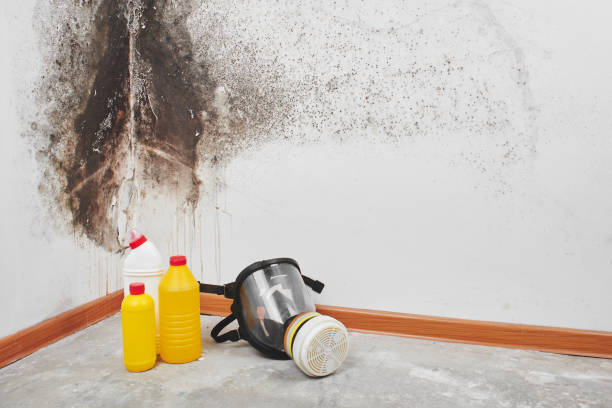 Mold Removal Process