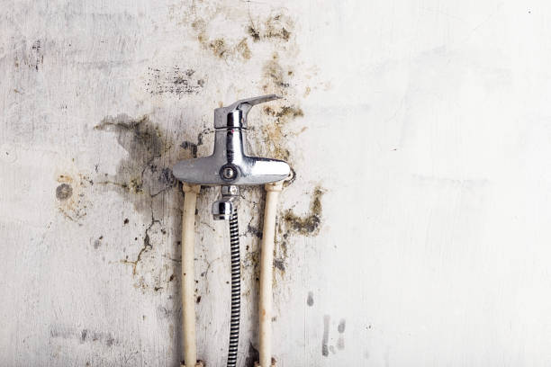 Best Mold Testing  in Erma, NJ