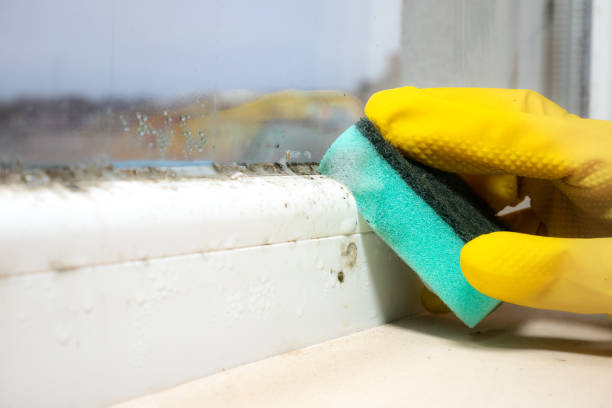 Best Mold Removal Near Me  in Erma, NJ