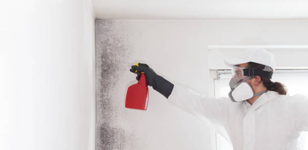 Best Office Mold Removal Services  in Erma, NJ