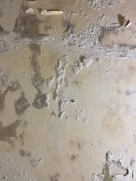 Certified Mold Removal in Erma, NJ