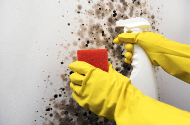 Best Fast Mold Removal  in Erma, NJ