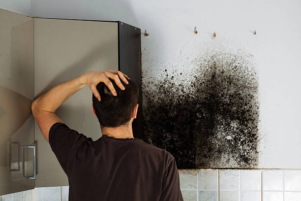 Mold Removal and Inspection in Erma, NJ